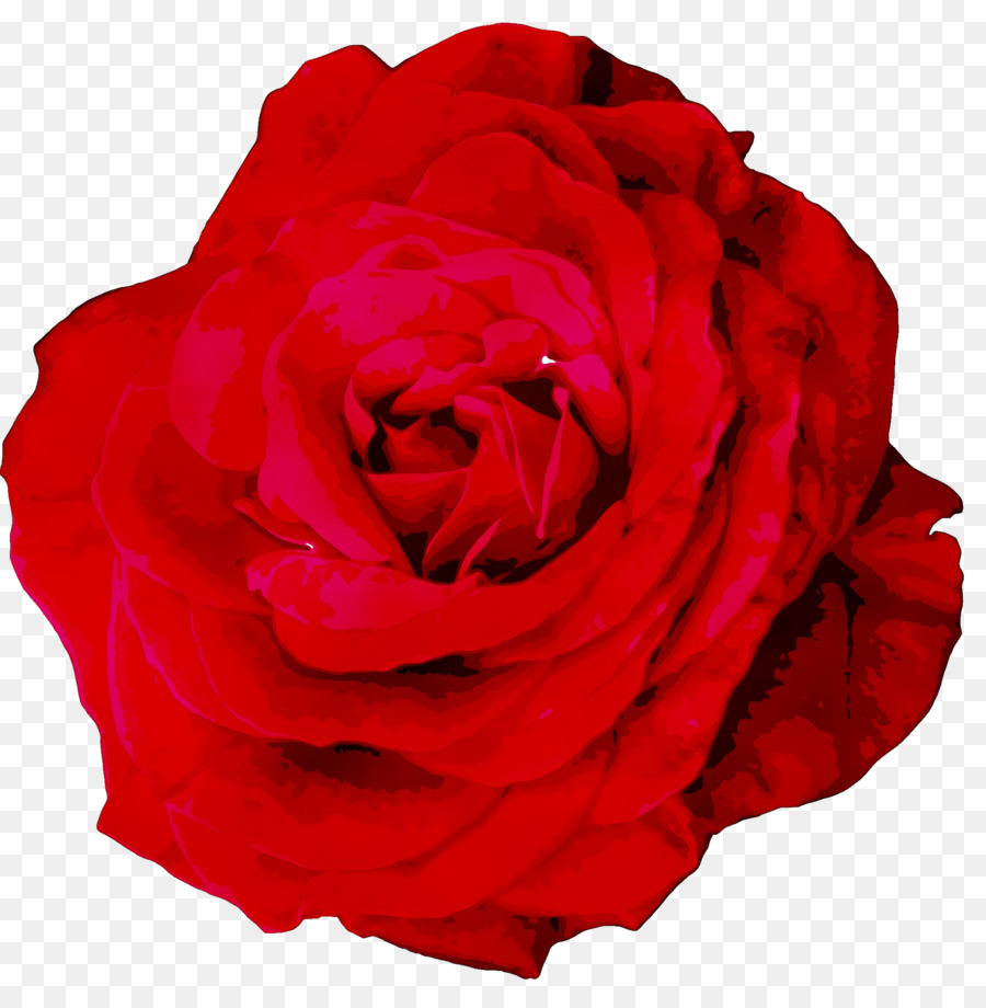 Rose Rose，Fleurir PNG