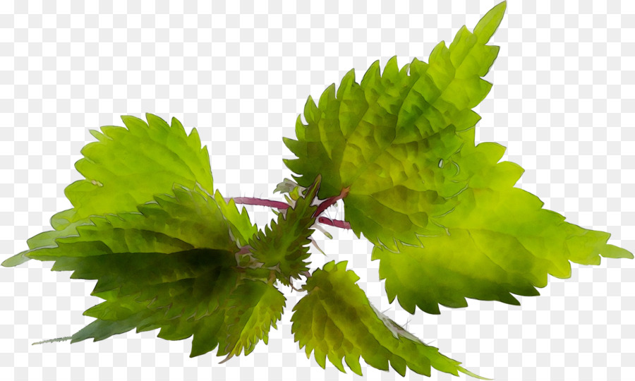 Feuilles，Vert PNG