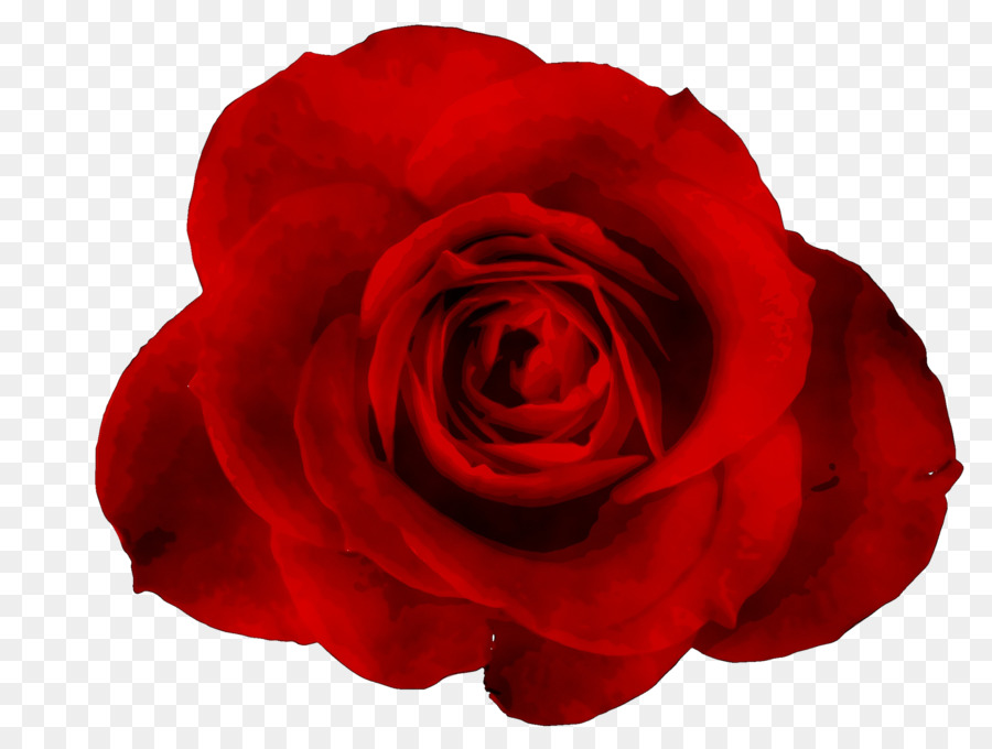 Roses Rouges，Floraison PNG