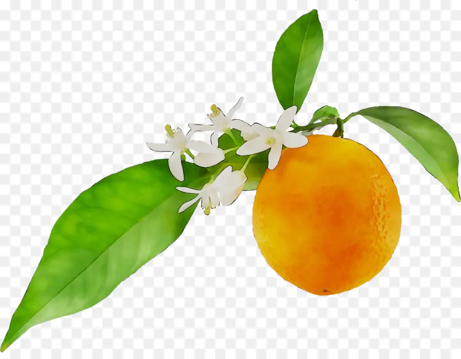 L'orange Amère，Petitgrain PNG