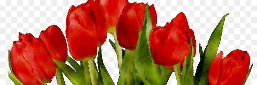 Tulipes，Rouge PNG