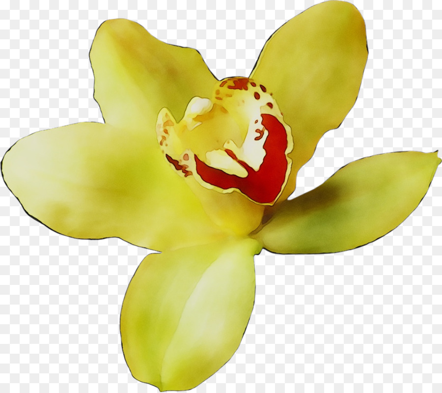 Orchidée，Usine PNG