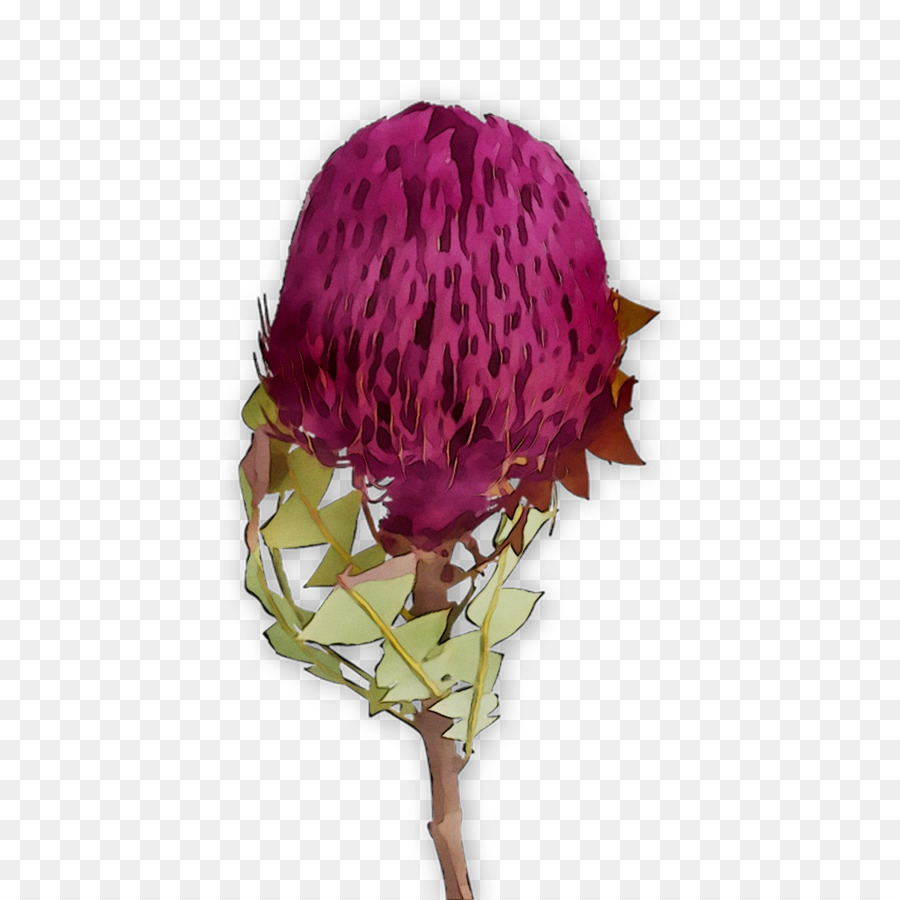 Rose，Les Fleurs Coupées PNG