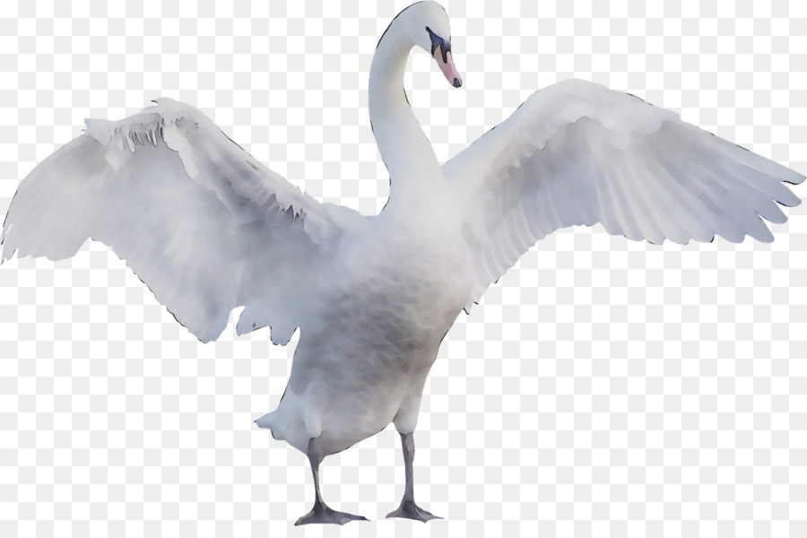 Cygne，Oiseau PNG