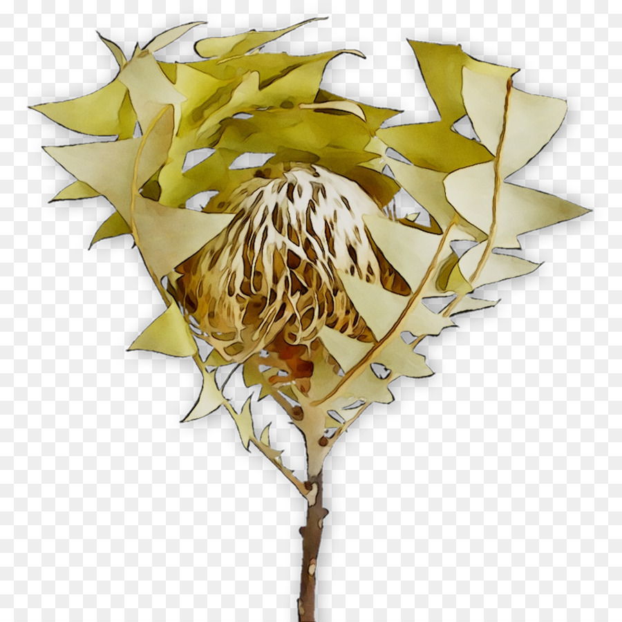 Feuille，Fleur PNG