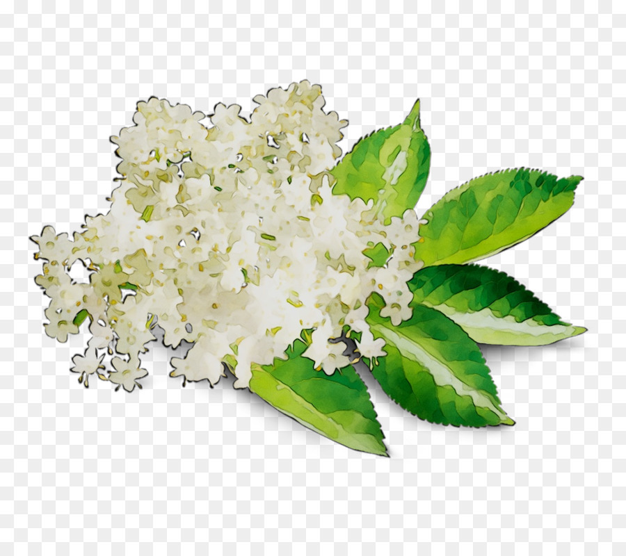 Fleur，Lilas PNG