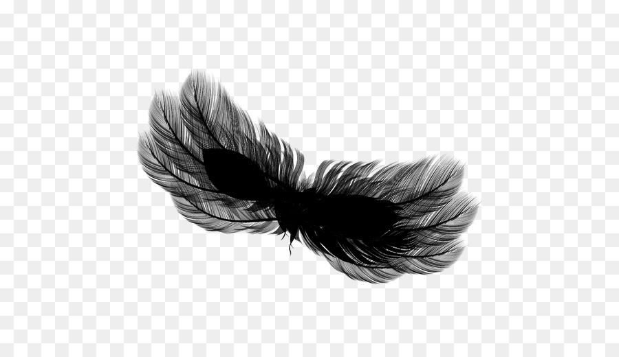 Plume，Noir M PNG