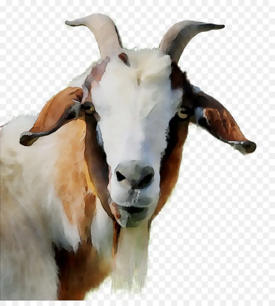 Chèvre，La Faune PNG