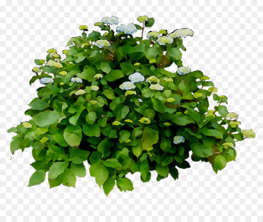 Plante Verte，Feuilles PNG