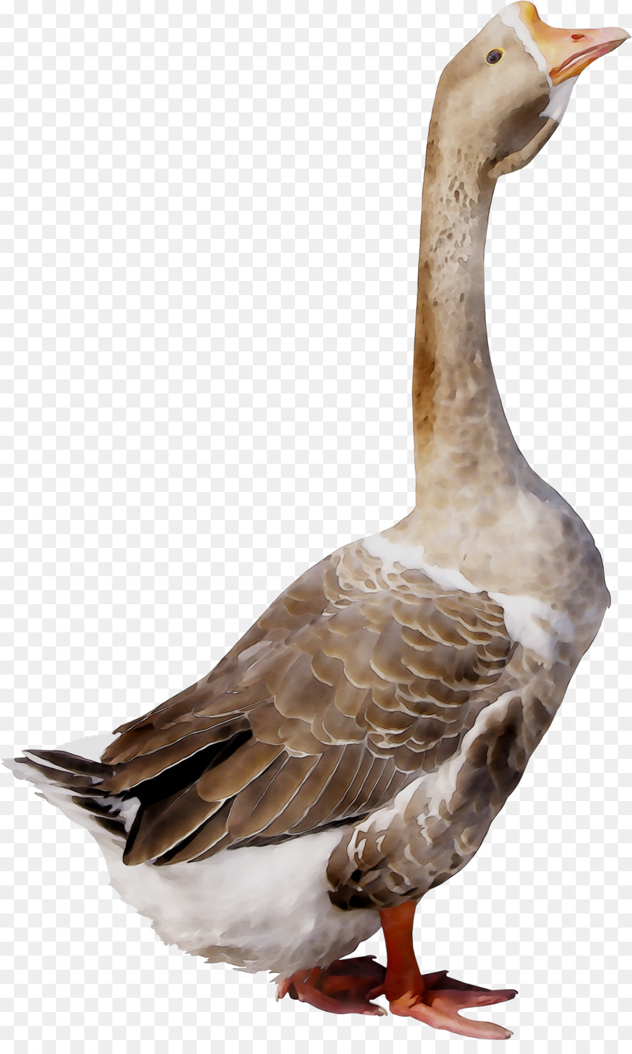 Oie，Oiseau PNG