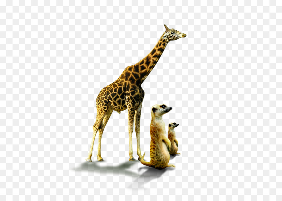 Girafes，Dessin Animé PNG