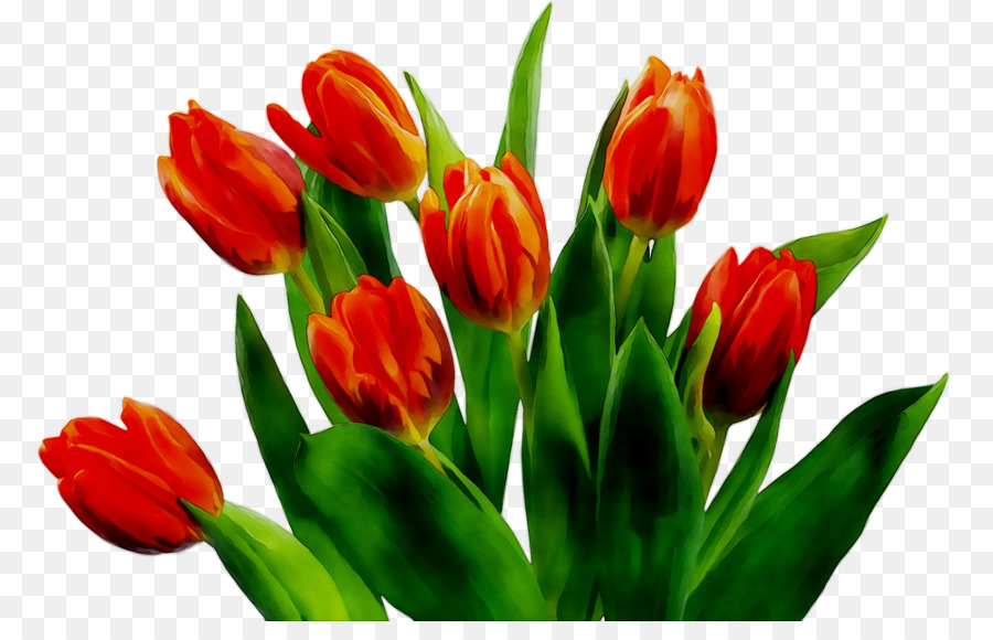 Tulipes，Rouge PNG