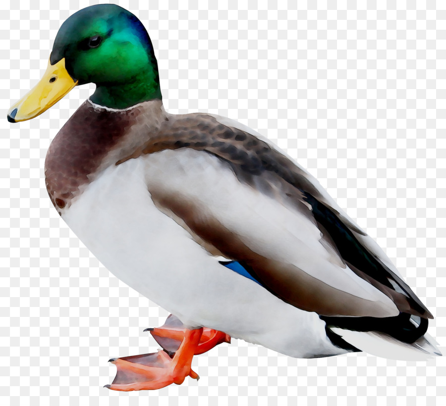 Canard，Oiseau PNG