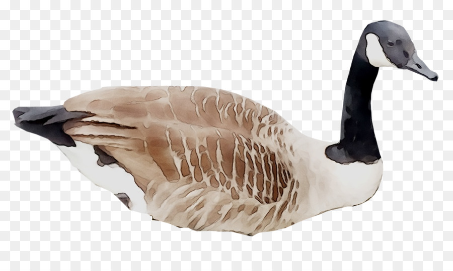 Cygne，Oiseau PNG