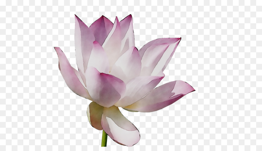 Lotus Rose，Floraison PNG