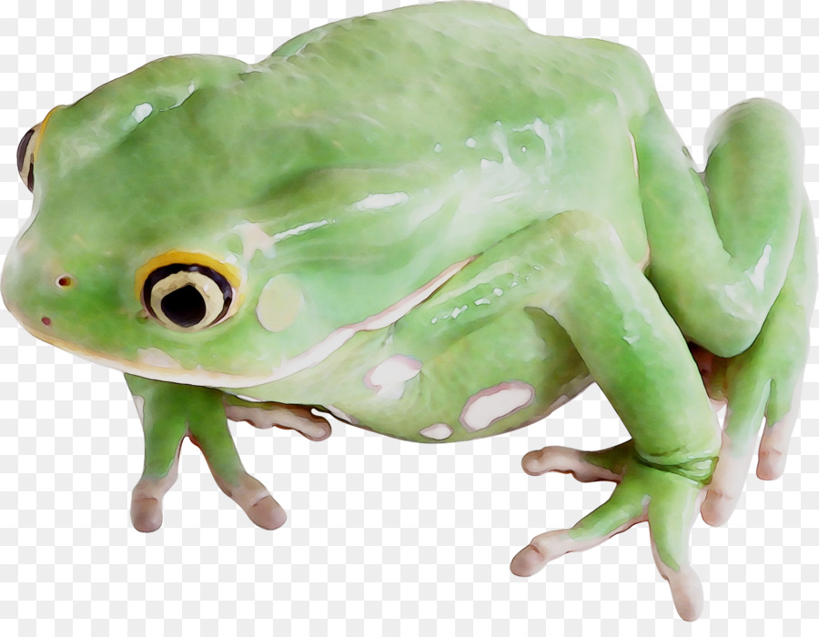 Grenouille Verte Avec Couronne，Grenouille PNG