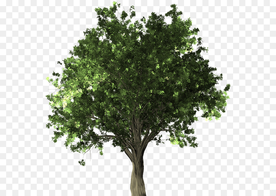 Arbre，Succursales PNG