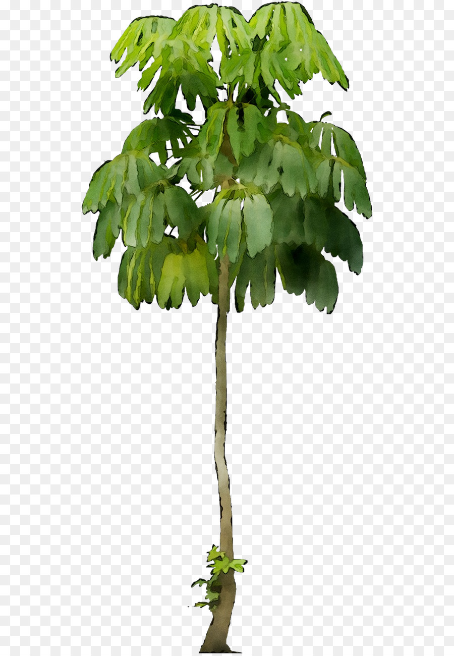 Arbre，Feuilles PNG