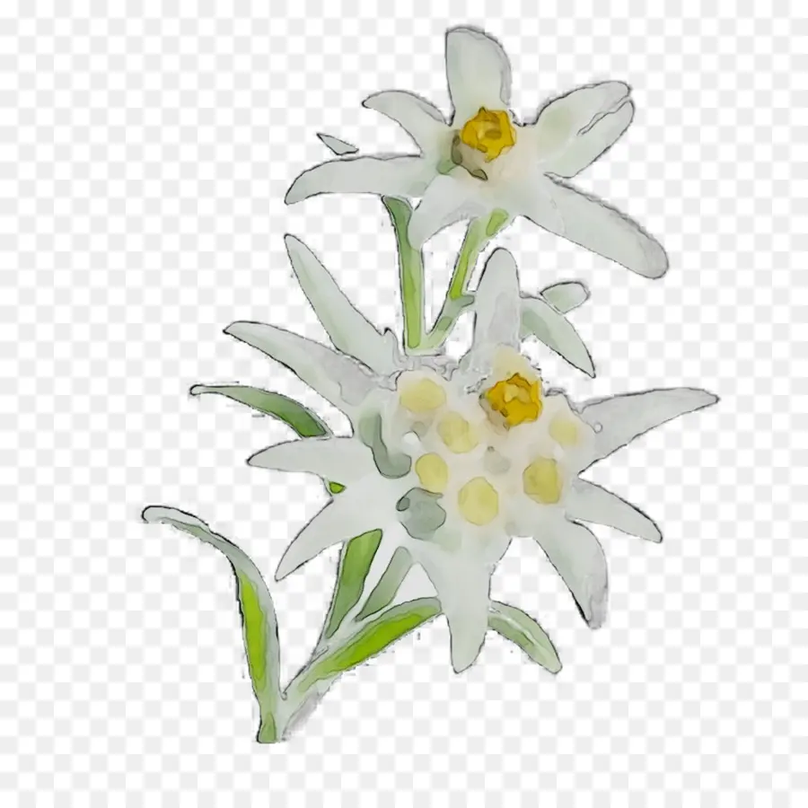 Plante Herbacée，Narcisse PNG