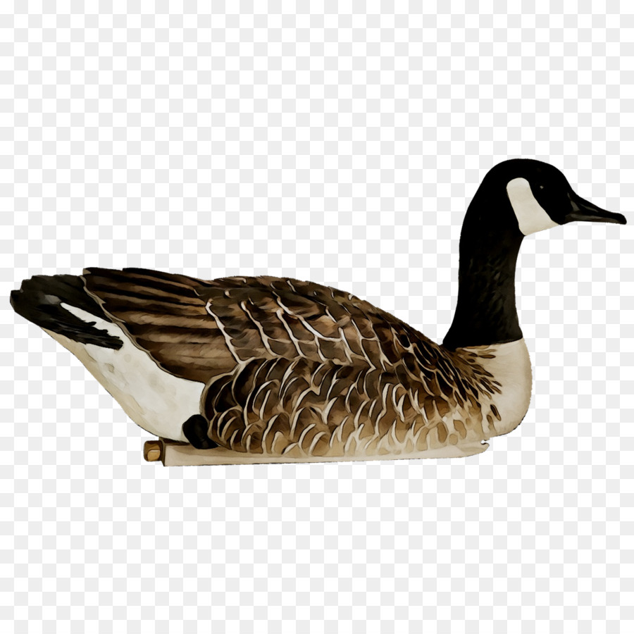 Oie，Oiseau PNG