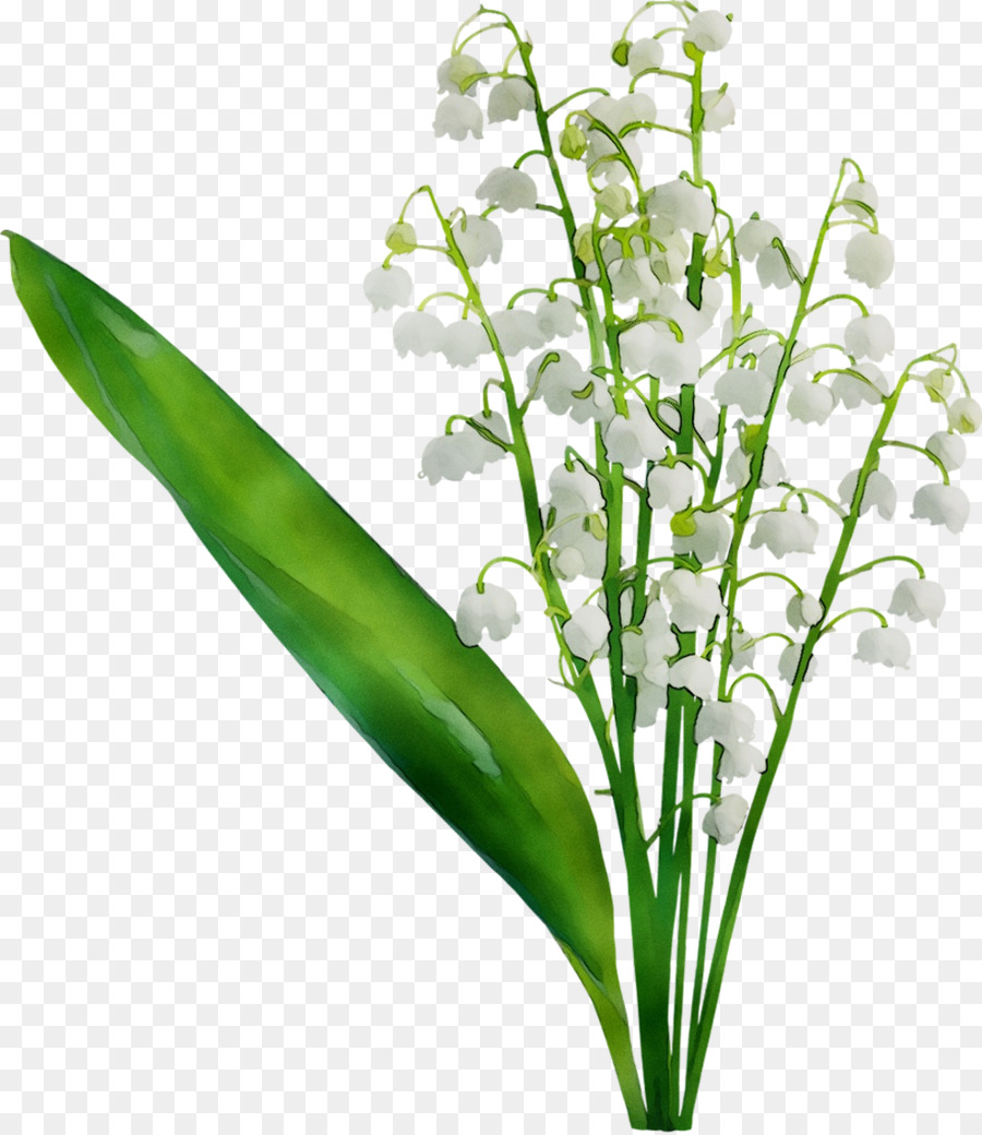 Feuille，Tige De La Plante PNG