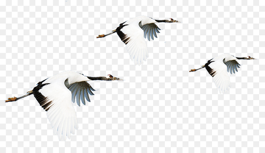 Oiseaux Volants，Vol PNG