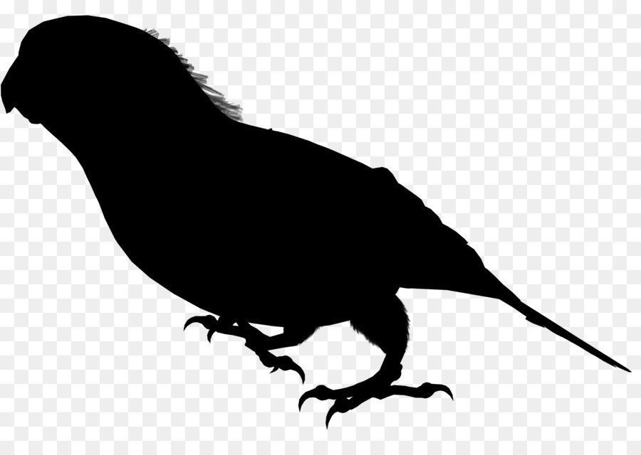 Corbeau Noir，Bec PNG