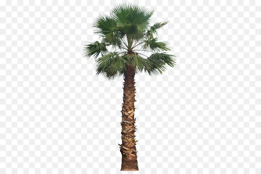 En Californie Palm，Les Palmiers PNG