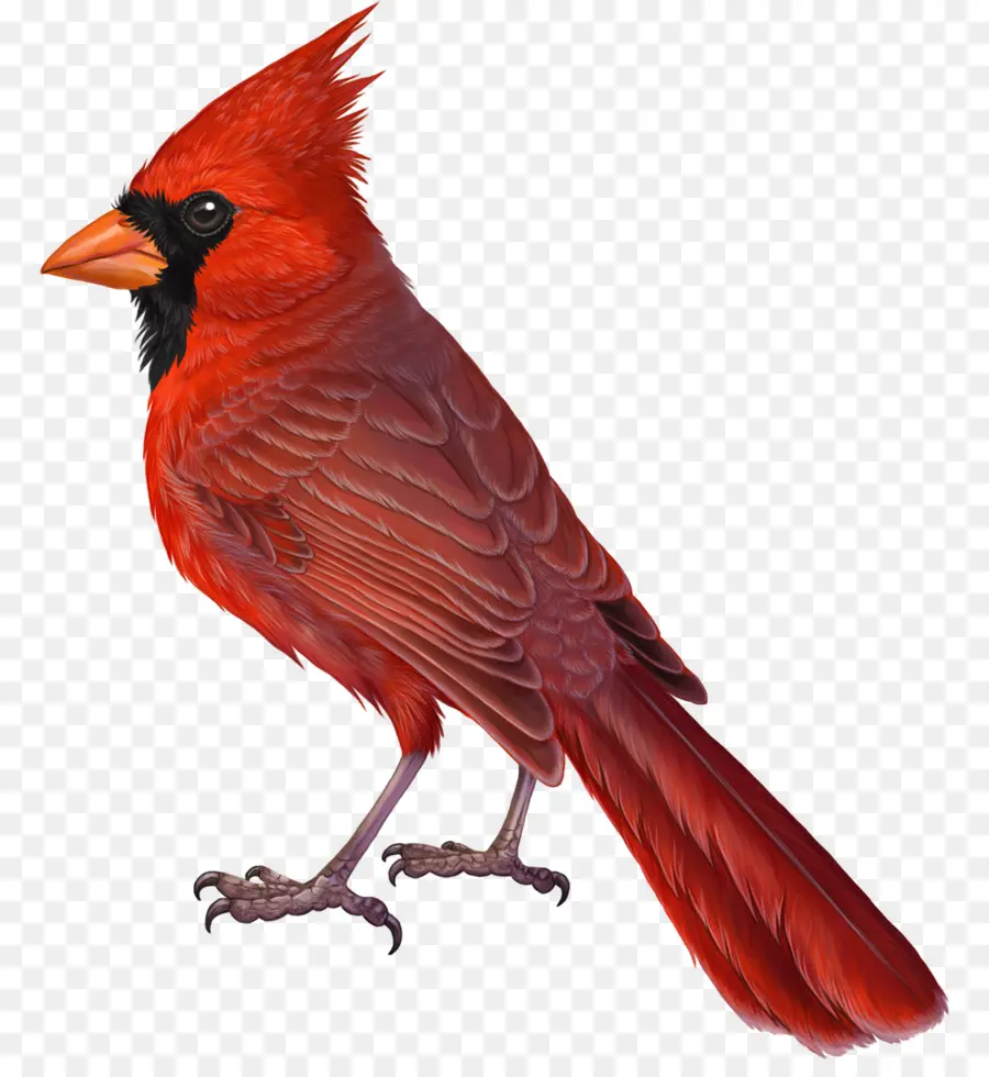 Le Cardinal，Oiseau PNG
