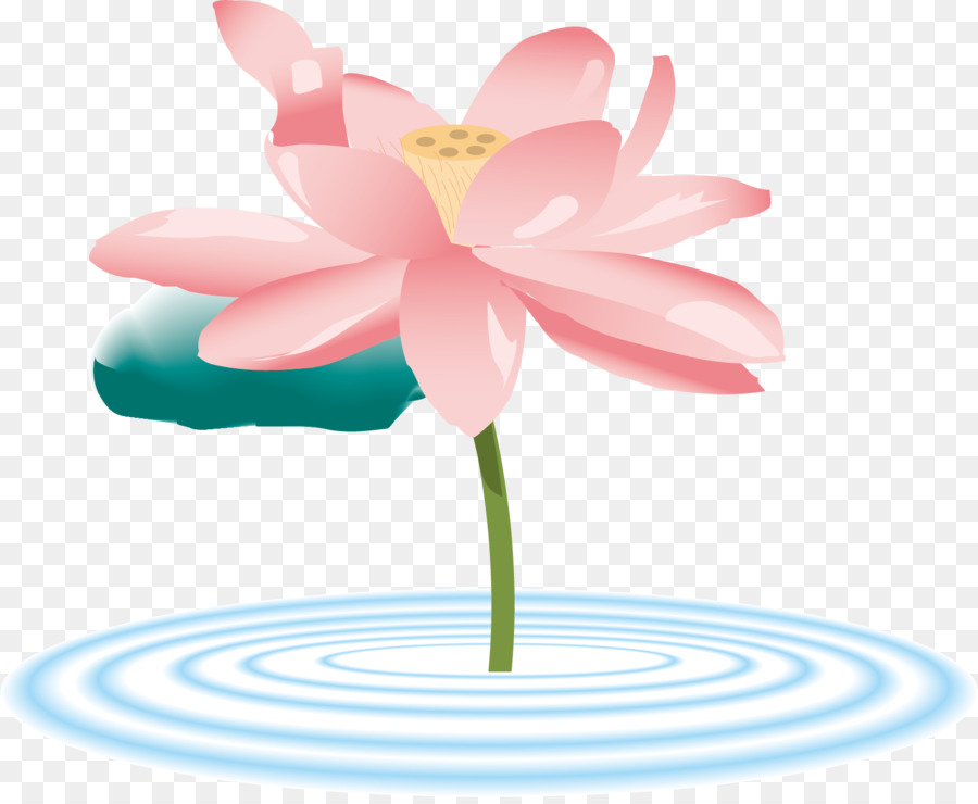 Lotus Sacré，Graphisme PNG