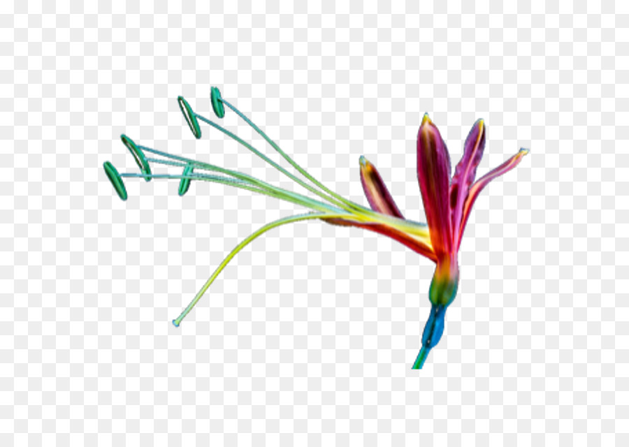 Fleur，Graphisme PNG
