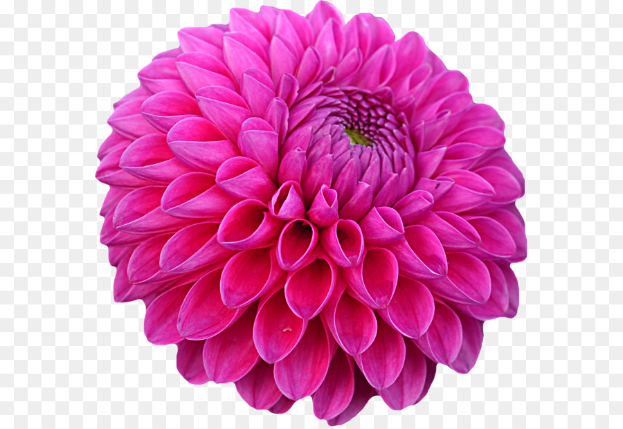 Fleur，Floraison PNG