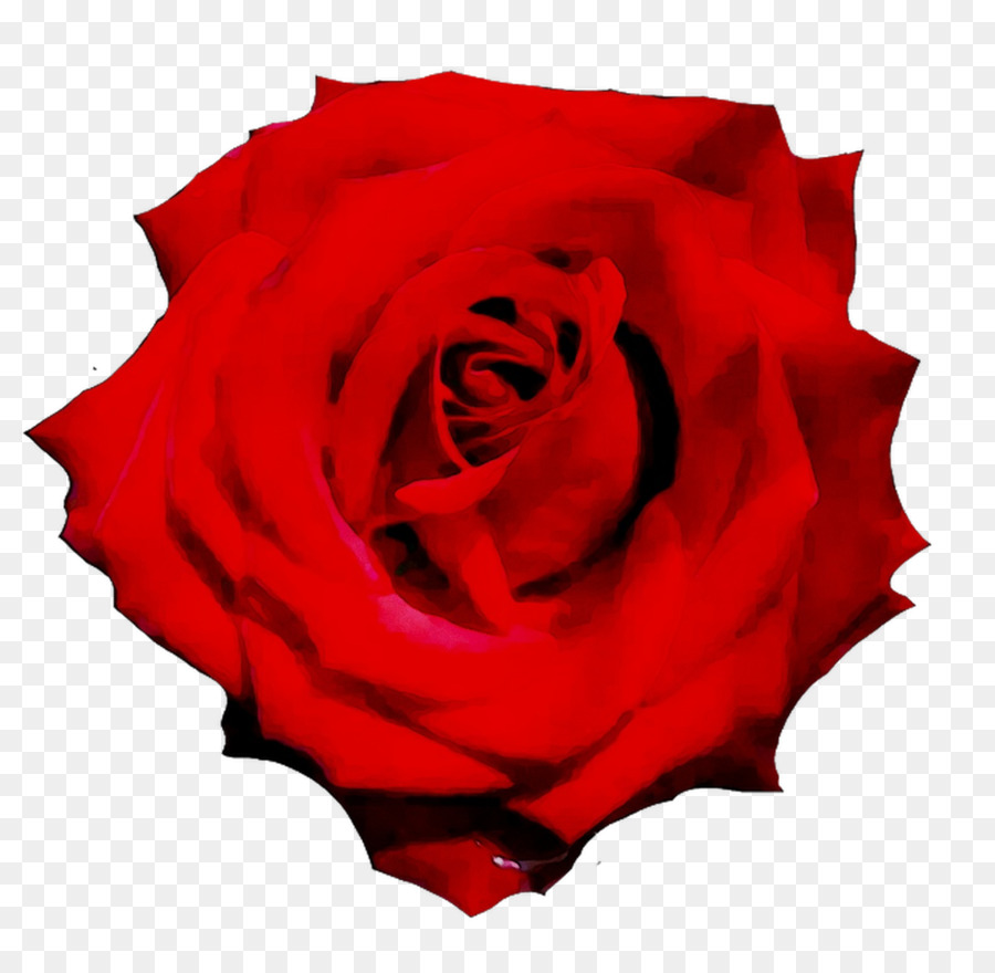 Roses Rouges，Floraison PNG