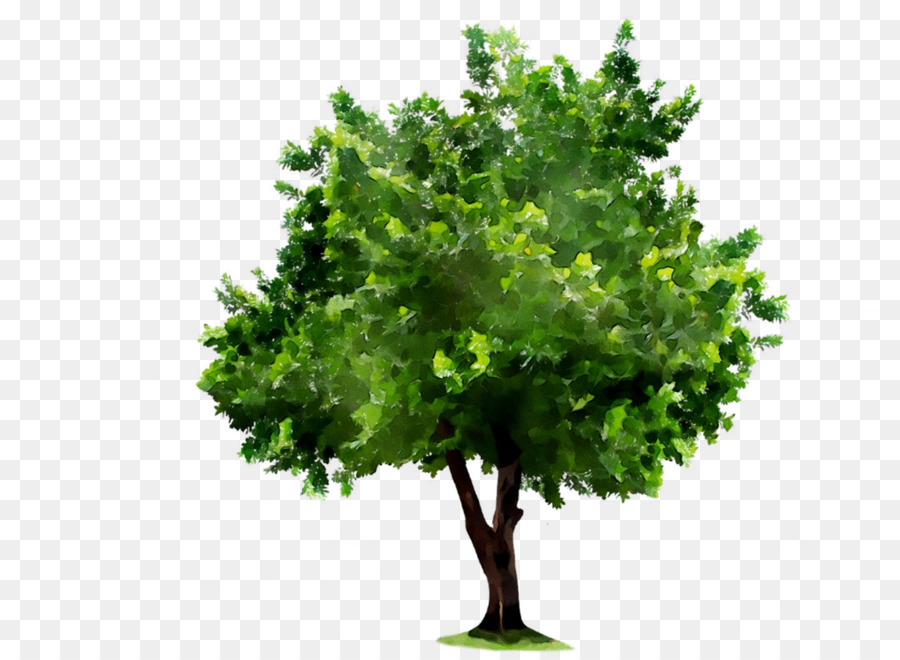 Arbre Vert，Usine PNG