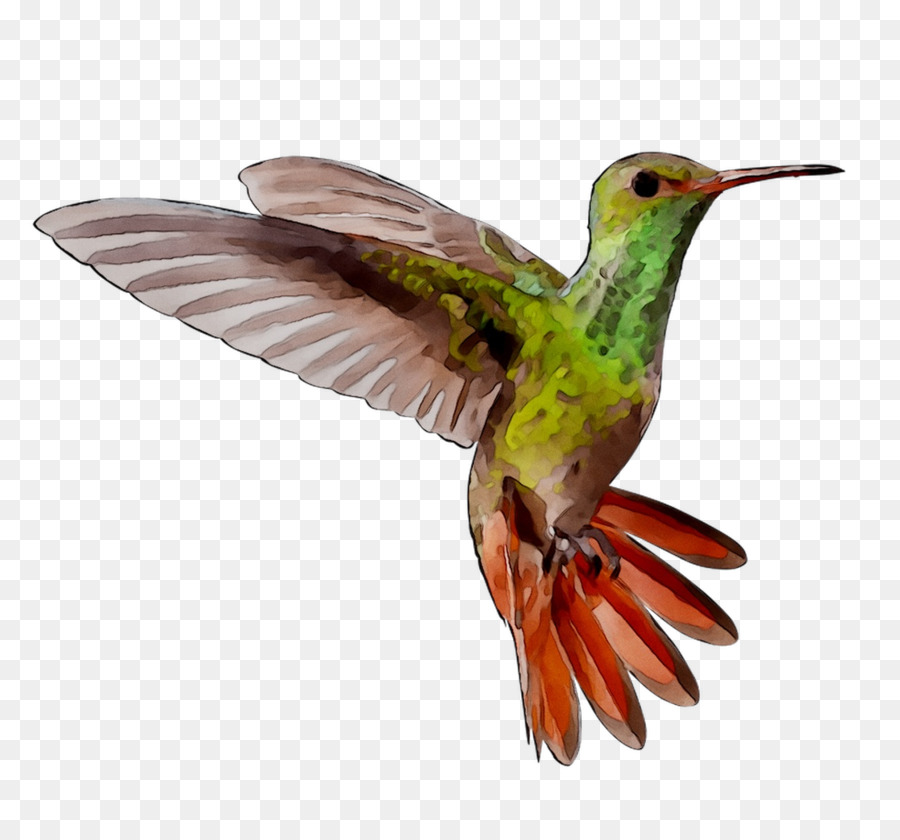 Colibri Vert，Plumes PNG