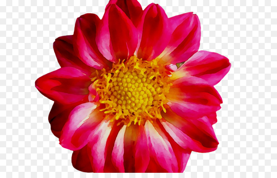 Fleur Rose，Fleur PNG