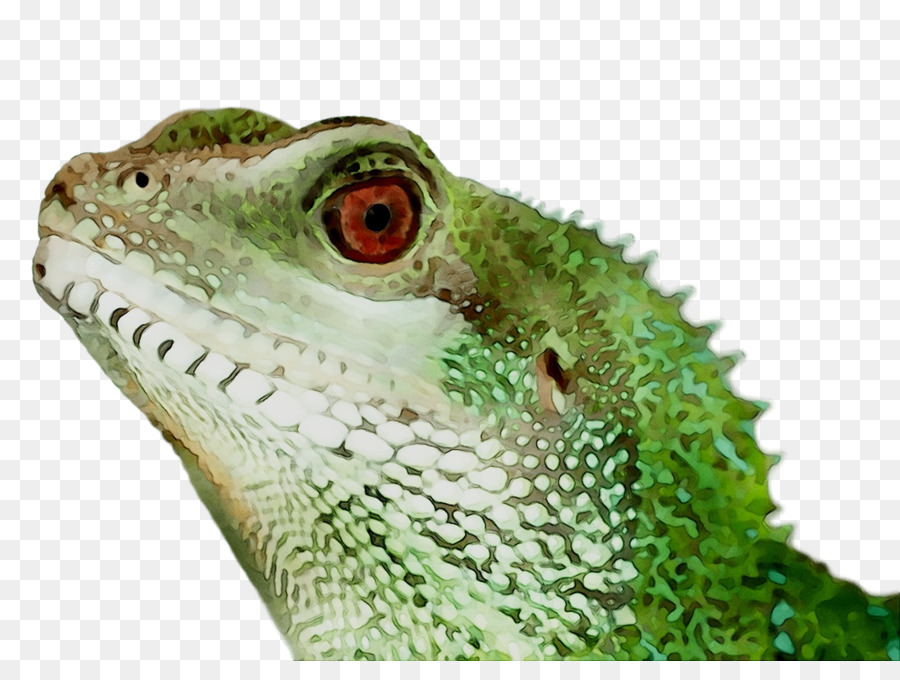 Caméléon，Reptile PNG