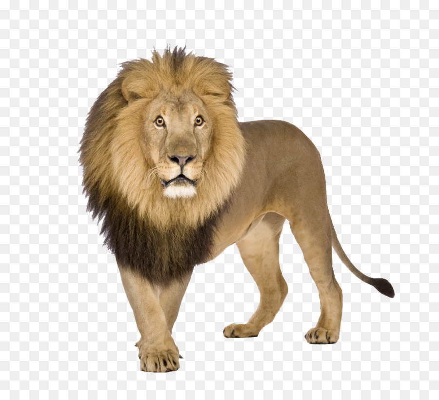 Lion，Faune PNG