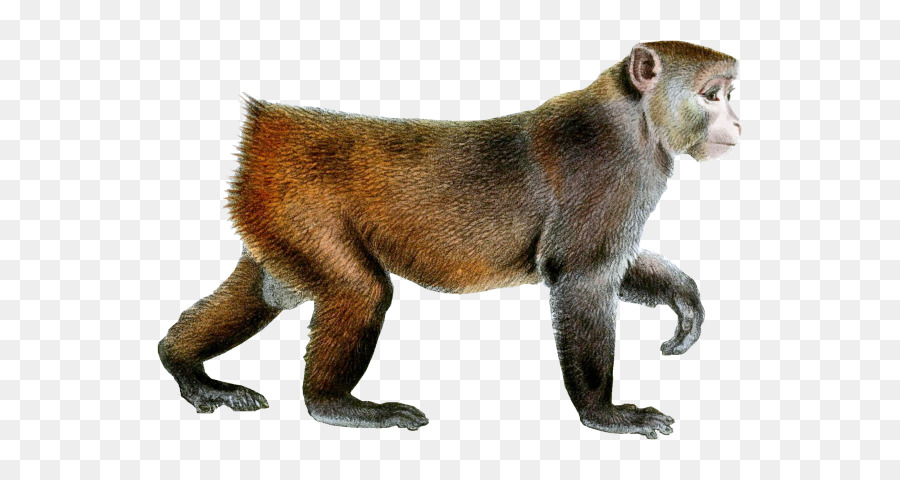 Singe，Primate PNG