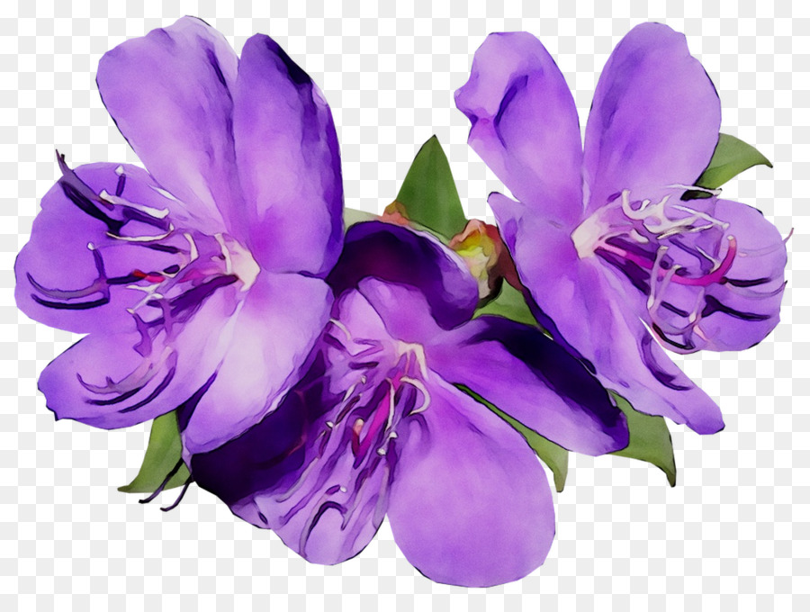 Les Fleurs Coupées, Lys Des Incas, Des Orchidées Cattleya PNG - Les Fleurs  Coupées, Lys Des Incas, Des Orchidées Cattleya transparentes | PNG gratuit
