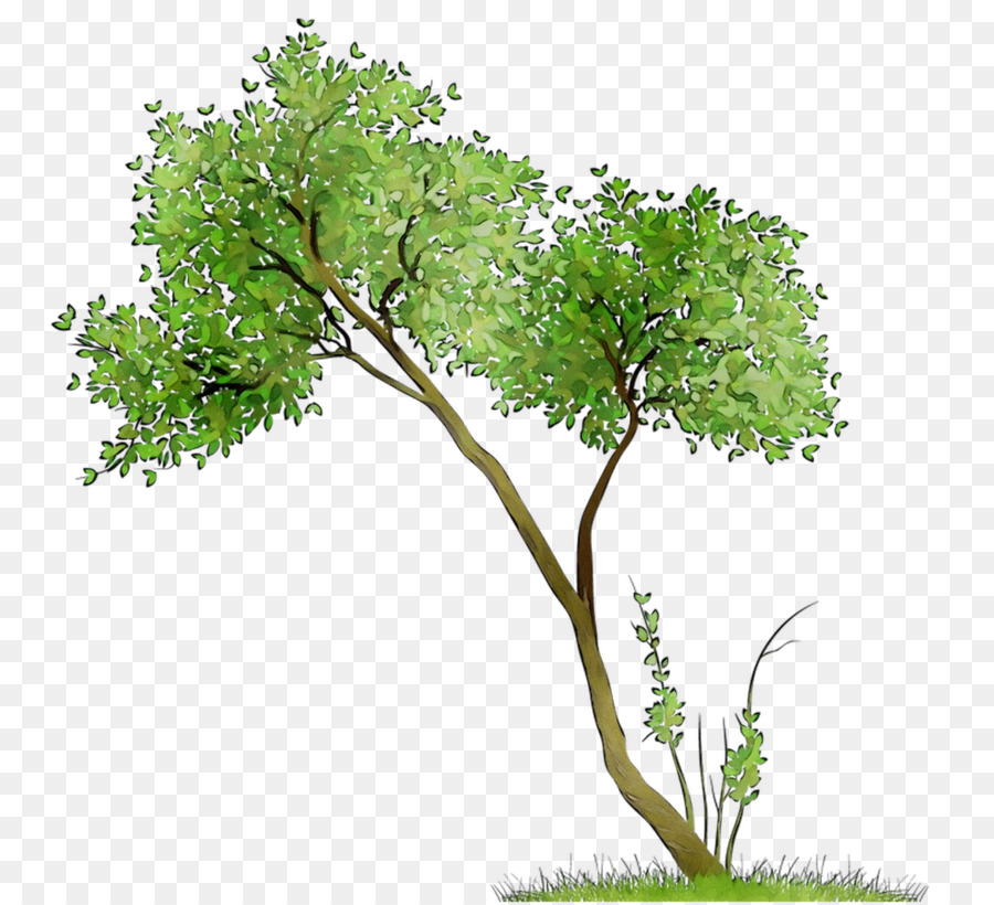 Arbre，Succursales PNG