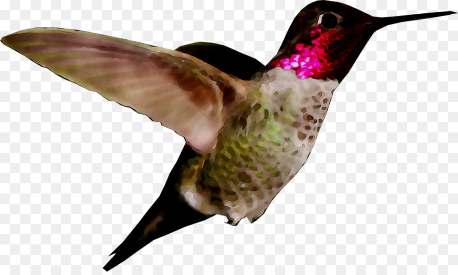 Colibri，Vol PNG