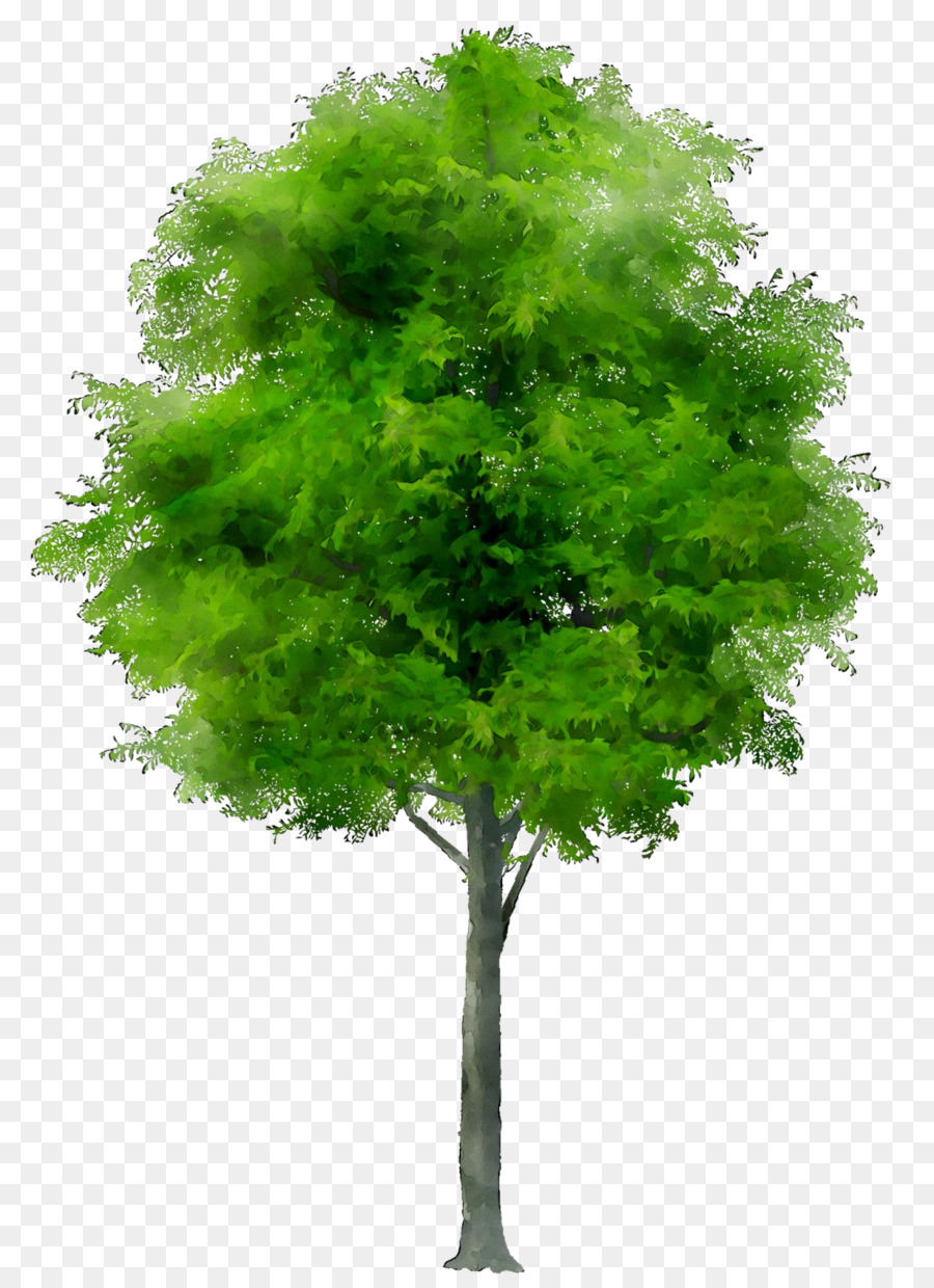 Arbre Vert，Usine PNG