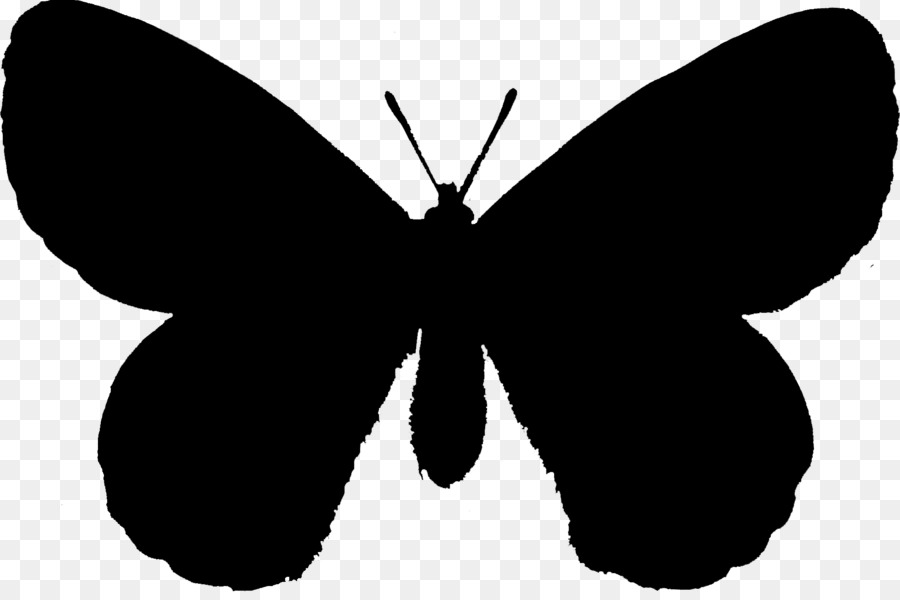 Papillon Noir，Insecte PNG