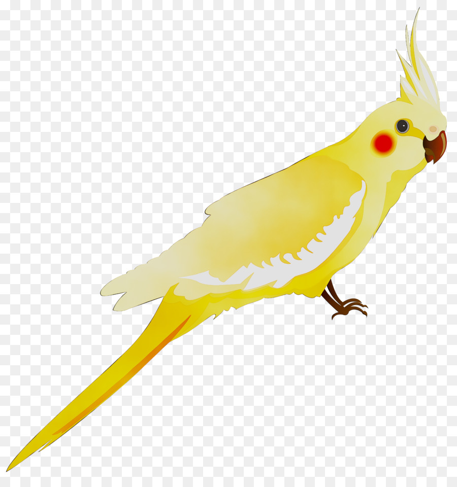 Oiseau Jaune，Oiseau PNG