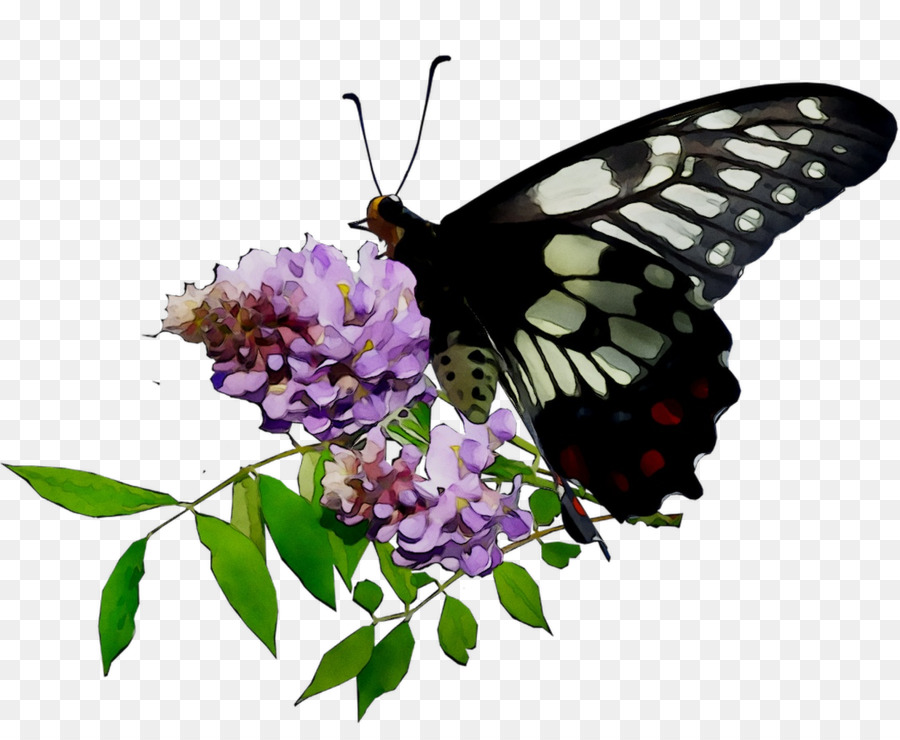 Papillon Sur Fleur，Rose PNG