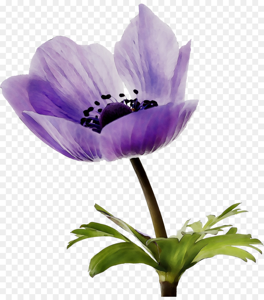 Fleur，Violet PNG