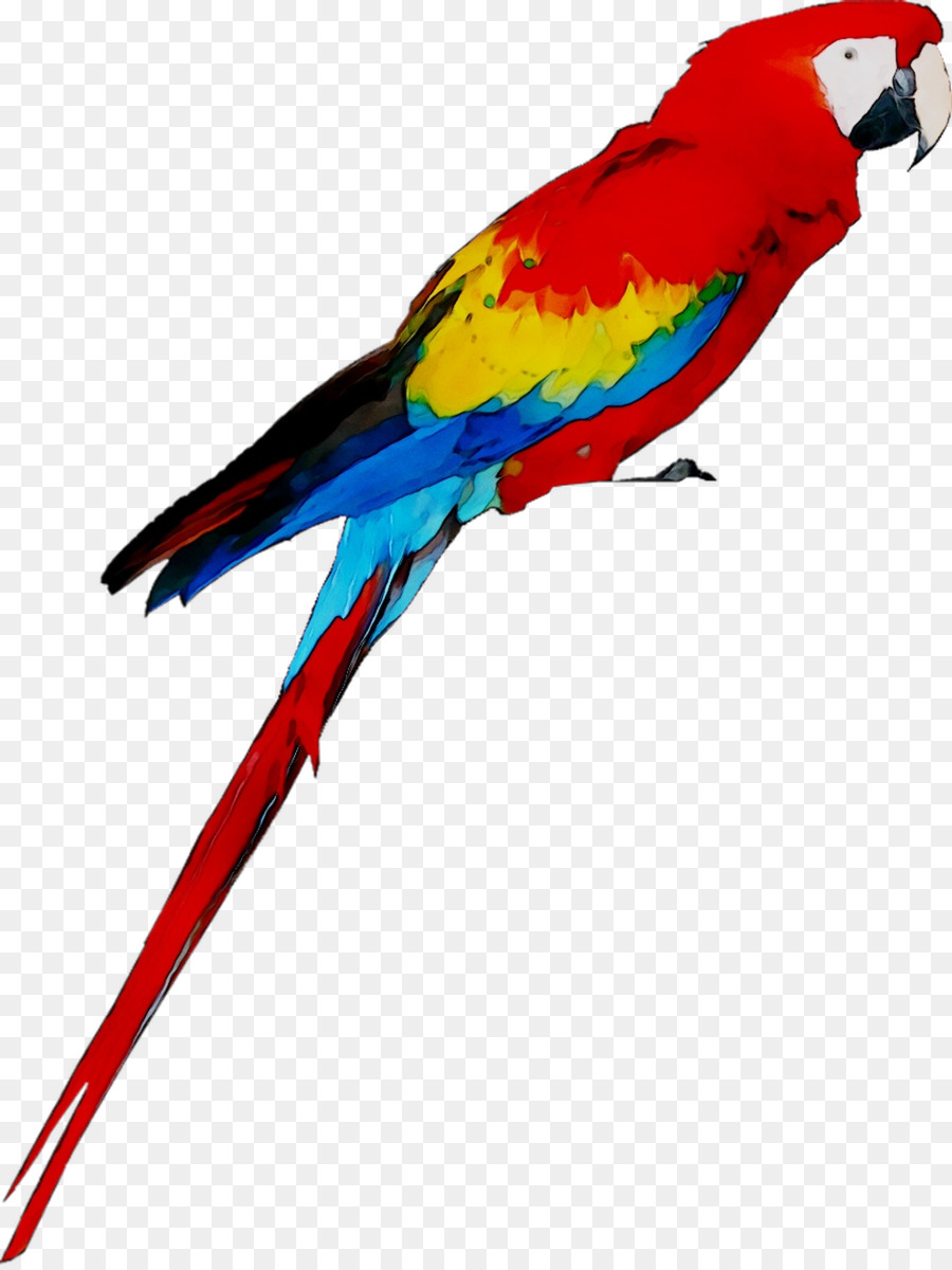 Perroquet Coloré，Oiseau PNG