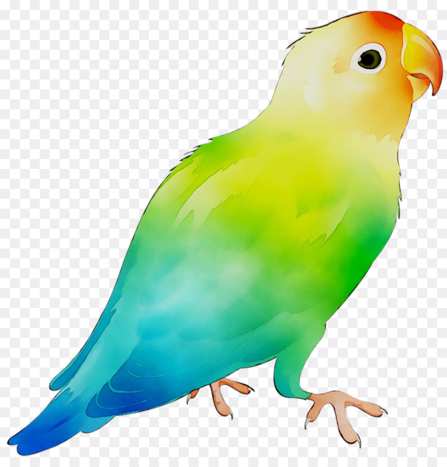 Oiseau，Plumes PNG