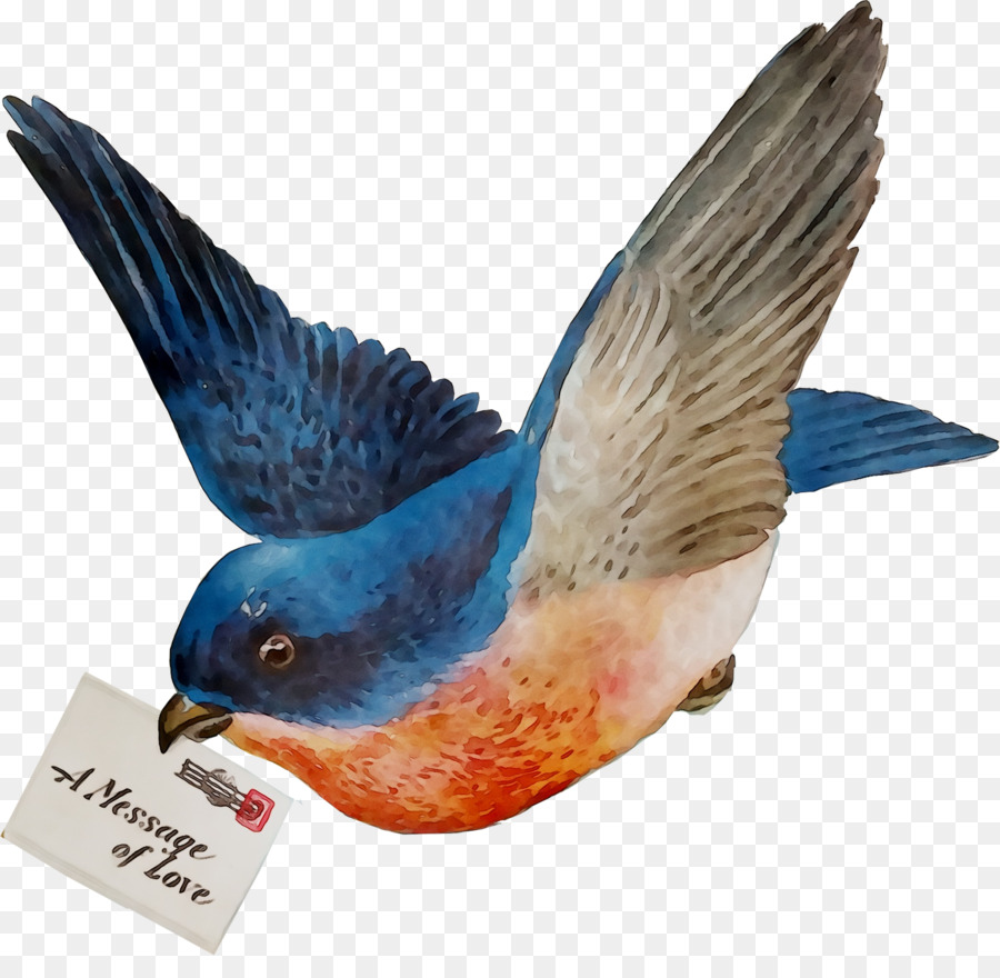 Oiseau Avec Lettre，Message PNG